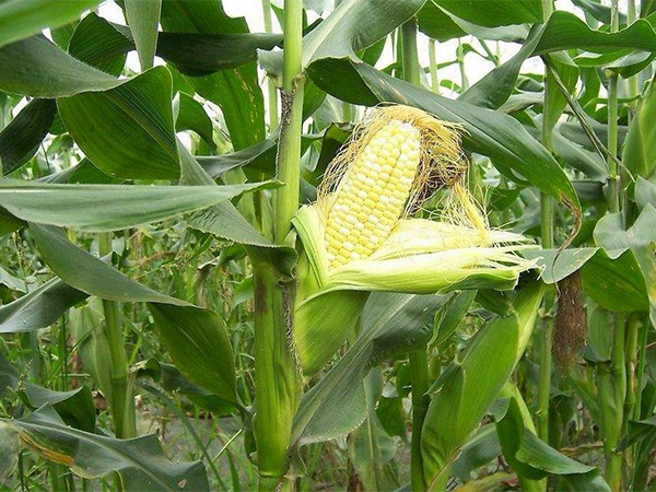 玉米施肥应用